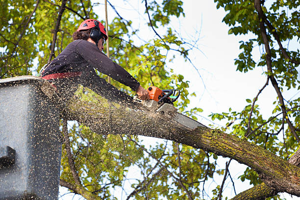 How Our Tree Care Process Works  in  Water Mill, NY